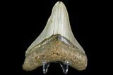 Fossil Megalodon Tooth - North Carolina #109519-1